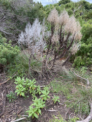 Apalochlamys spectabilis