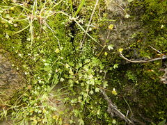 Ranunculus hyperboreus