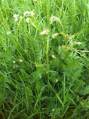Meum athamanticum