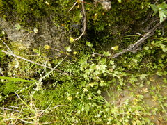 Ranunculus hyperboreus