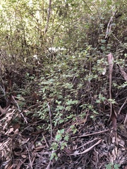 Chorilaena quercifolia