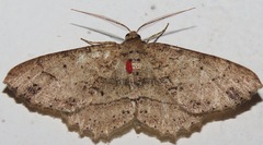 Melanolophia