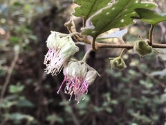 Chorilaena quercifolia