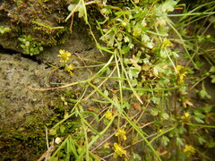 Ranunculus hyperboreus