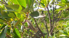 Elaeocarpus glabripetalus