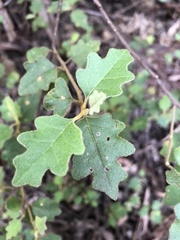 Chorilaena quercifolia