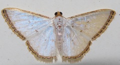 Leuciris