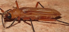 Cerambycinae