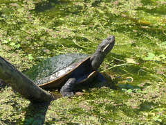 Emydura macquarii