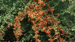 Pyracantha fortuneana