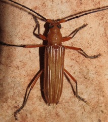 Cerambycinae