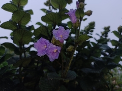 Strobilanthes