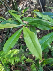 Tapeinosperma repandulum