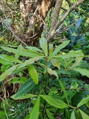 Tapeinosperma repandulum