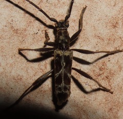 Cerambycinae