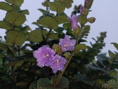 Strobilanthes