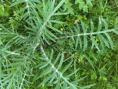 Cirsium rivulare