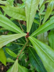 Tapeinosperma repandulum