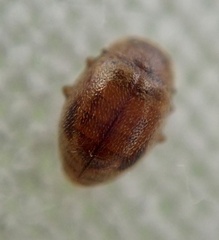 Rhyzobius chrysomeloides