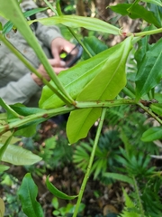 Tapeinosperma repandulum