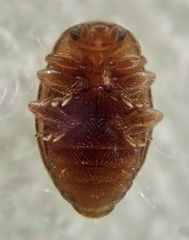 Rhyzobius chrysomeloides