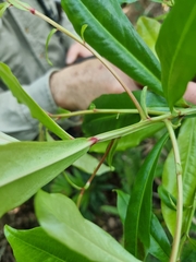 Tapeinosperma repandulum