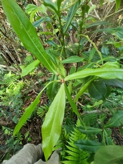 Tapeinosperma repandulum