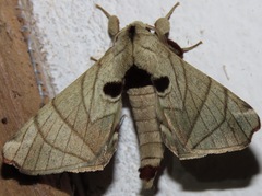 Apatelodidae