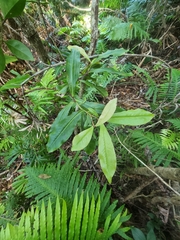 Tapeinosperma repandulum