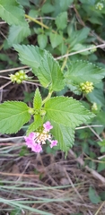 Lantana montevidensis