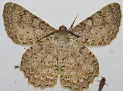 Epimecis