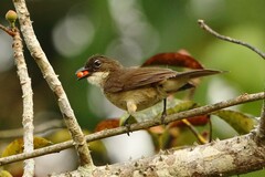 Chlorocichla simplex