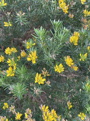 Genista linifolia