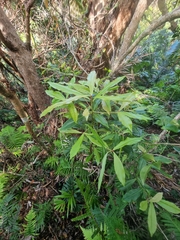 Tapeinosperma repandulum