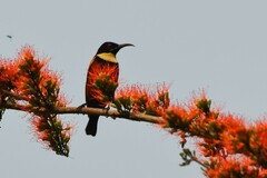 Chalcomitra adelberti