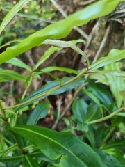 Tapeinosperma repandulum