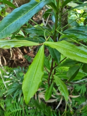 Tapeinosperma repandulum