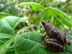 Leptodactylus fragilis