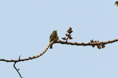 Anthoscopus flavifrons