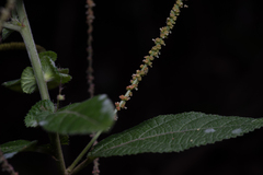 Acalypha nemorum