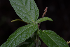 Acalypha nemorum