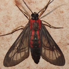 Euchromiina