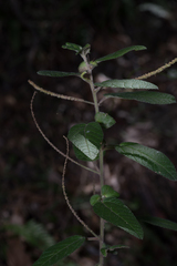 Acalypha nemorum