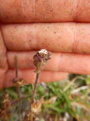 Silene involucrata
