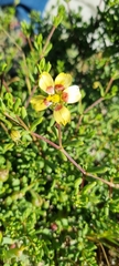 Roepera spinosa