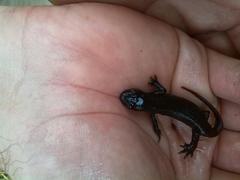 Ichthyosaura alpestris alpestris