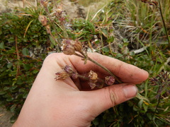 Silene involucrata