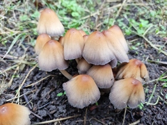 Coprinellus
