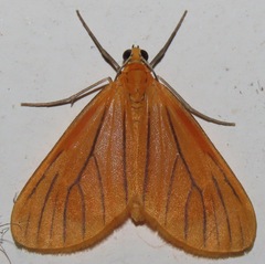 Eudulini