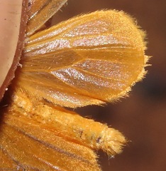 Eudulini